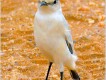 1303240551 - 000 - namibia desert bird